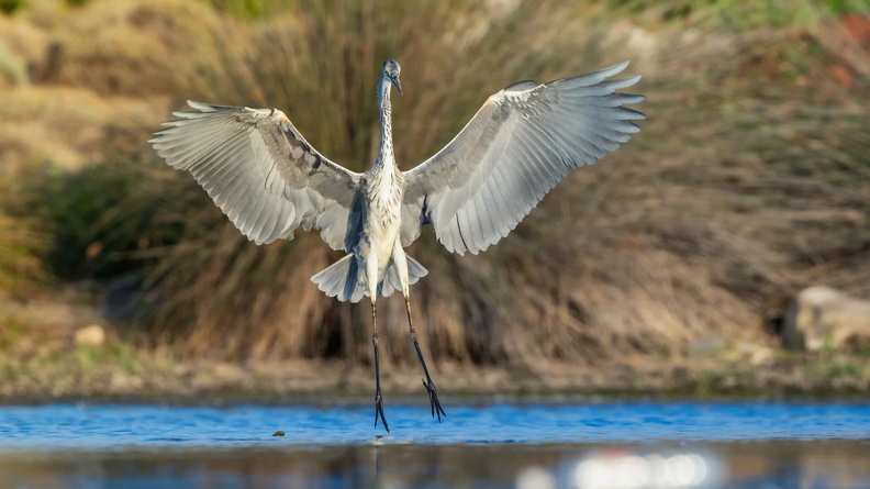 Grey Heron (Ardea cinerea) touching down in Koçacay Delta, Turkey